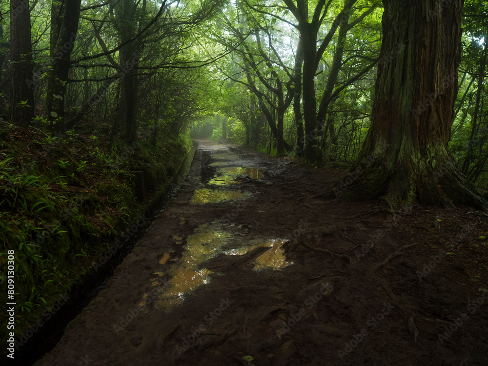 Muddy footpath with tree roots and puddles along levada in wet misty tropical laurel forest. Levada Caldeirao Verde hiking trail, Madeira, Portugal. Mysterious mood, fairytail atmosphere, copy space