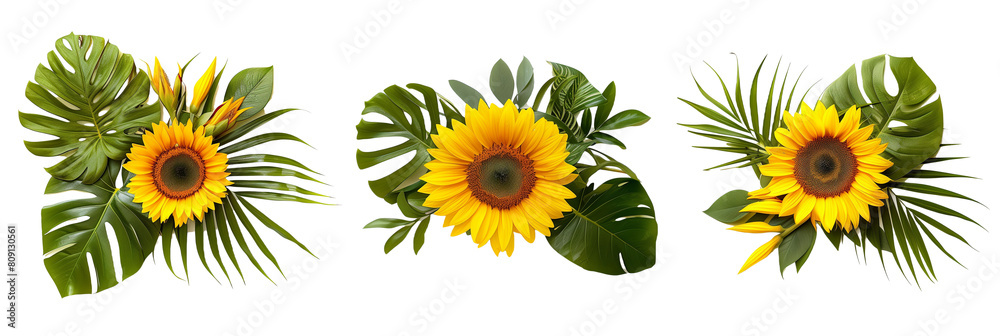 set of displays of sunflowers with palm leaves and tropical foliage, isolated on transparent background set of displays of sunflowers with palm leaves and tropical foliage, isolated on transparent background