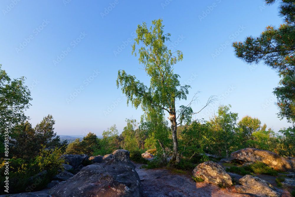 Rock of the mouse panorama in Trois Pignons forest. Massif forest of Fontainebleau Rock of the mouse panorama in Trois Pignons forest. Massif forest of Fontainebleau