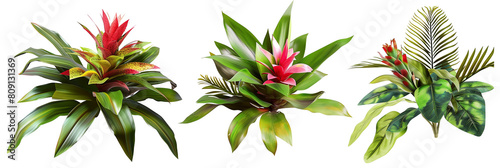 set of combinations of bromeliads with philodendron leaves and palm fronds, isolated on transparent background