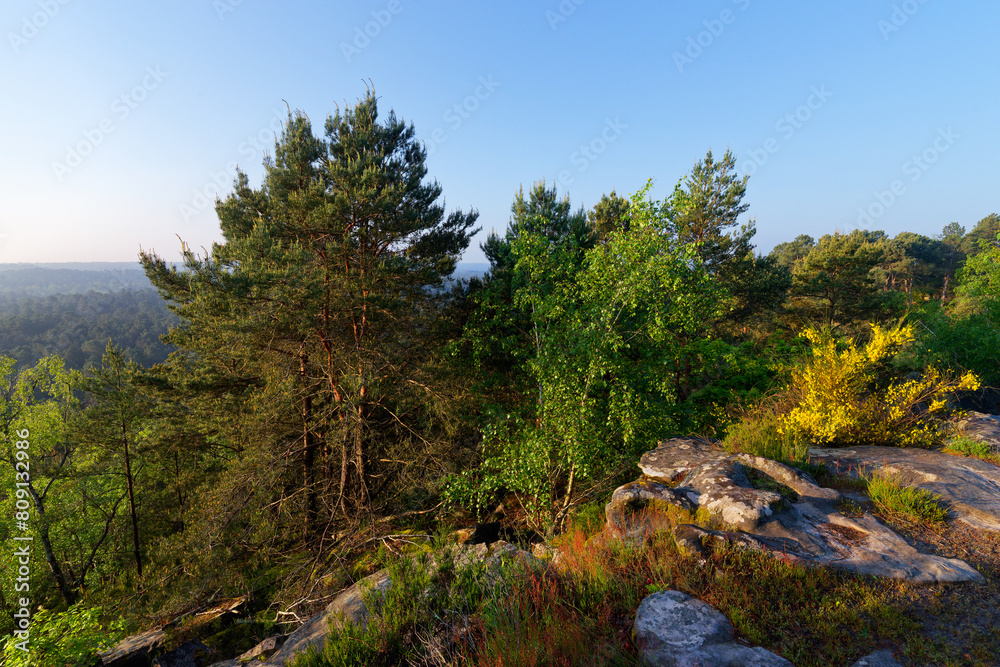 Rock of the mouse panorama in Trois Pignons forest. Massif forest of Fontainebleau Rock of the mouse panorama in Trois Pignons forest. Massif forest of Fontainebleau