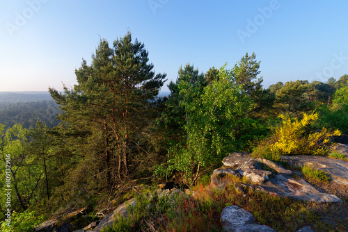Rock of the mouse panorama in Trois Pignons forest. Massif forest of Fontainebleau
