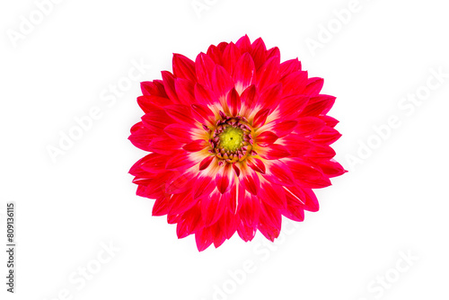 Dahlia flower isolated on white background.