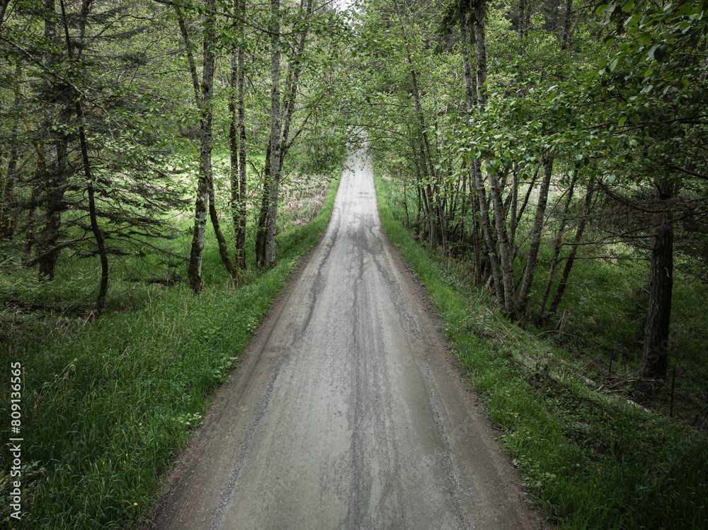 Obraz premium Dirt road through green forest