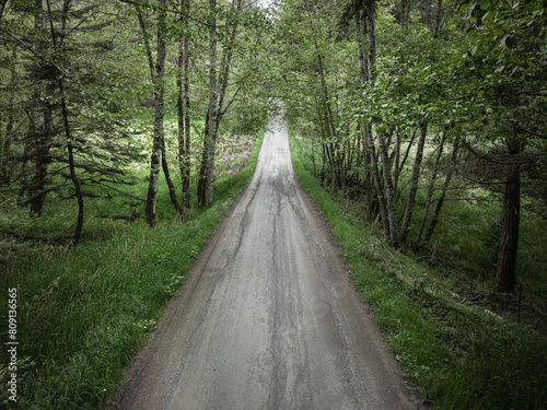 Dirt road through green forest