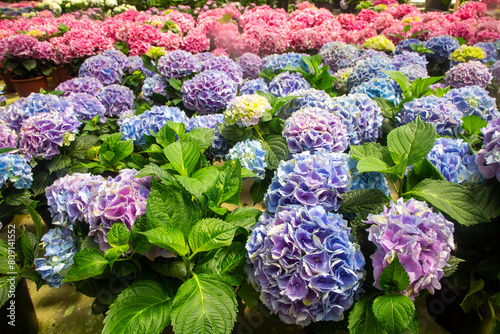 Hydrangea macrophylla flower in garden