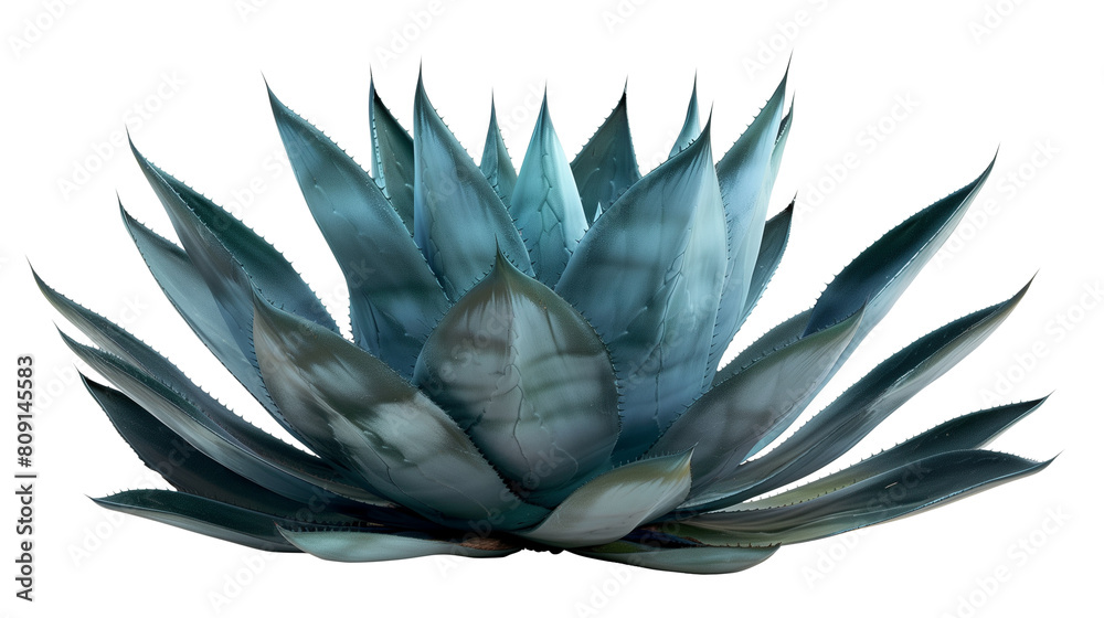 A spiky Agave leaf with a blue-green hue, isolated on transparent background A spiky Agave leaf with a blue-green hue, isolated on transparent background