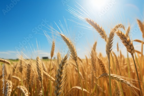 Sunny Wheat Field
