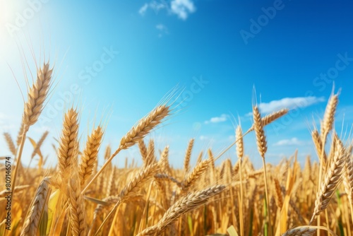 Sunlit Golden Wheat Field