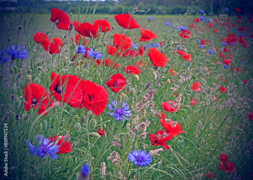 A popular floral combination  poppies and cornflowers.