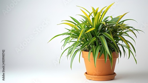 A beautiful indoor plant in a clay pot. The plant has long, green leaves with yellow stripes. It is placed on a white background.