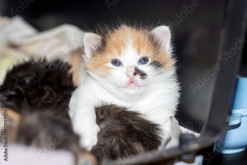 A calico Felidae kitten with blue eyes among other small to mediumsized cats photo