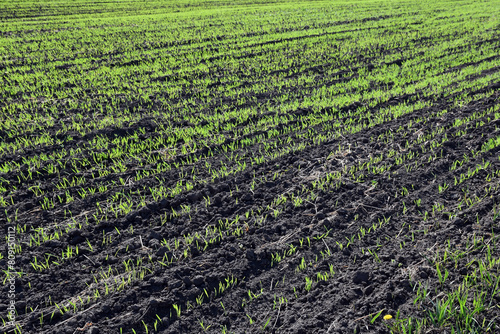 Sprouts of winter wheat sprout on a field field in perspective. Agro-industry and agriculture