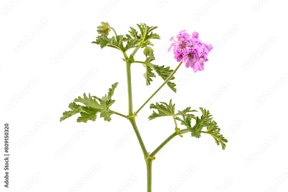 Pelargonium graveolens flower on the white background