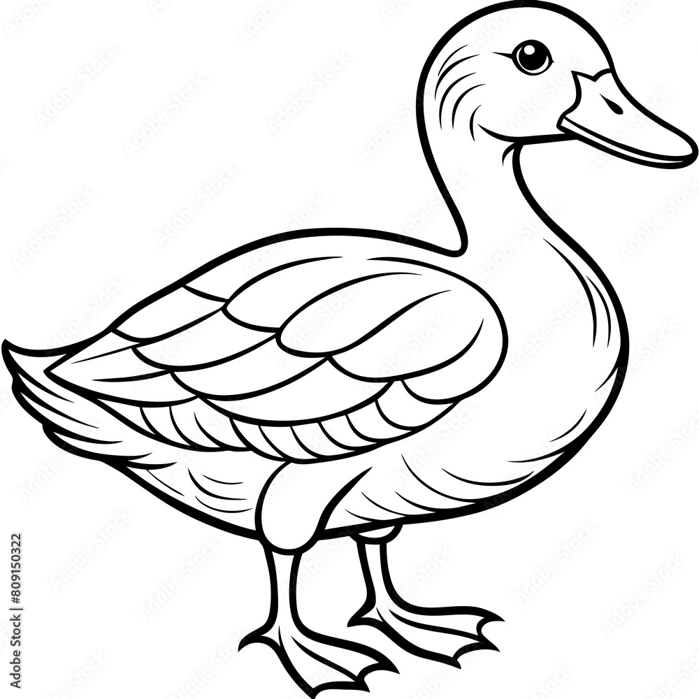 Duck vector illustration Duck vector illustration