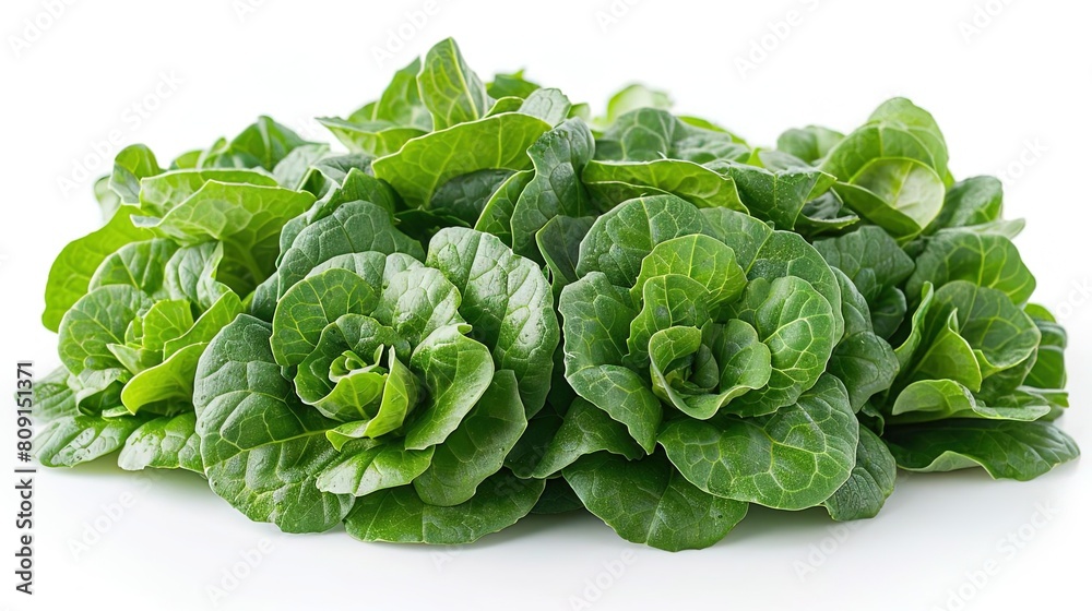 A close-up photograph of a bunch of fresh, green lettuce. A close-up photograph of a bunch of fresh, green lettuce.