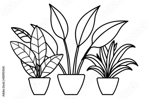 Juego de naturaleza: Líneas simples para colorear plantas y flores.