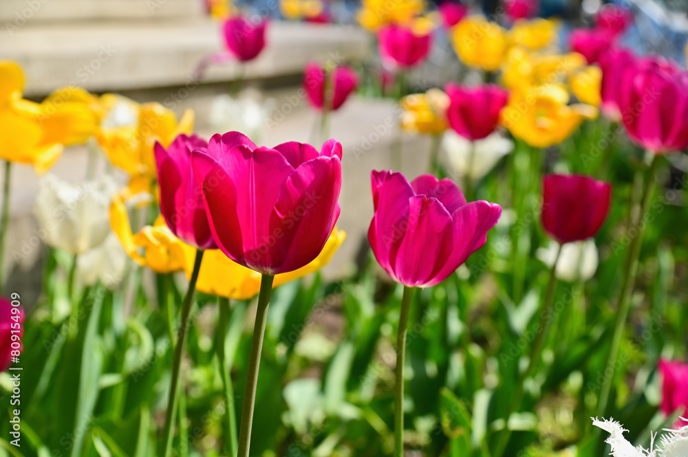 Close-Up of Colorful Tulips at Garden in Europe Close-Up of Colorful Tulips at Garden in Europe