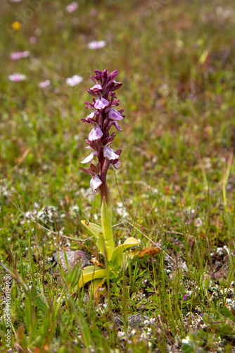 Floral Charm: Himantoglossum robertianum Orchid in a Natural Setting. photo