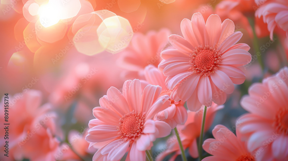 Obraz premium Sunlit orange gerbera daisies with soft background bokeh