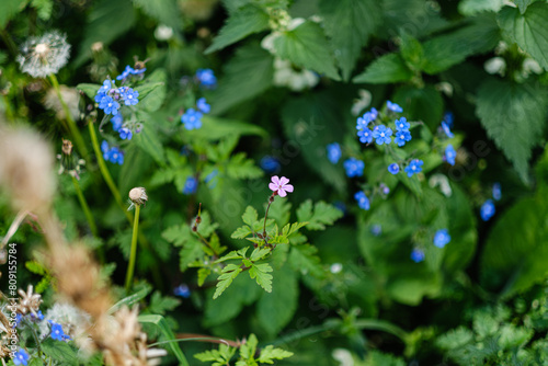 Photography dead nettle, alkanet, herb robert