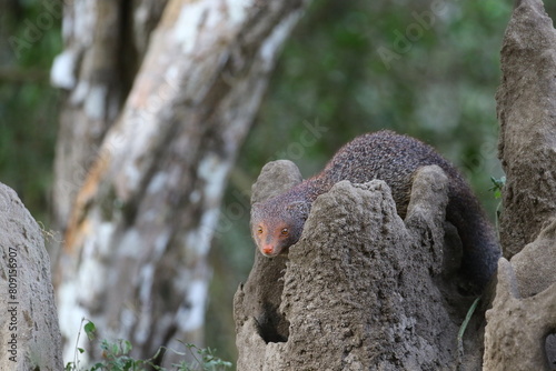 Curious Mongoose: HD & 4K Wallpaper of Nature's Inquisitive Hunter