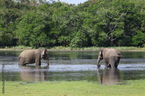 Elephants Enjoying a Refreshing Dip Together