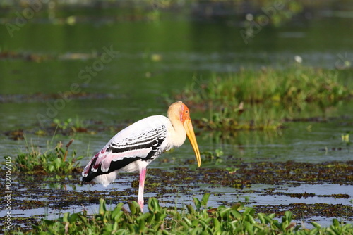 Graceful Painted Stork