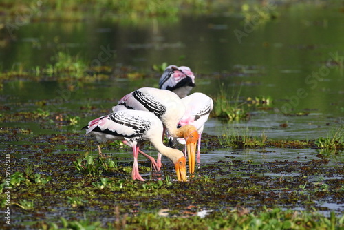 Graceful Painted Storks