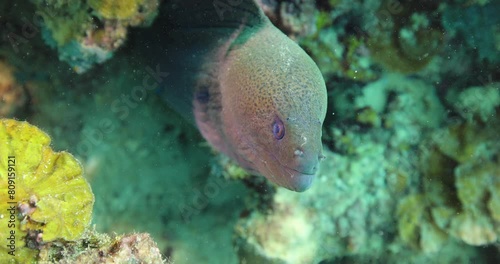 Large giant moray eel, gymnothorax javanicus, underwater at the bottom of the sea. A close-up of moray eel hiding in corals on rocky seabed in tropical sea by hard coral reef photo