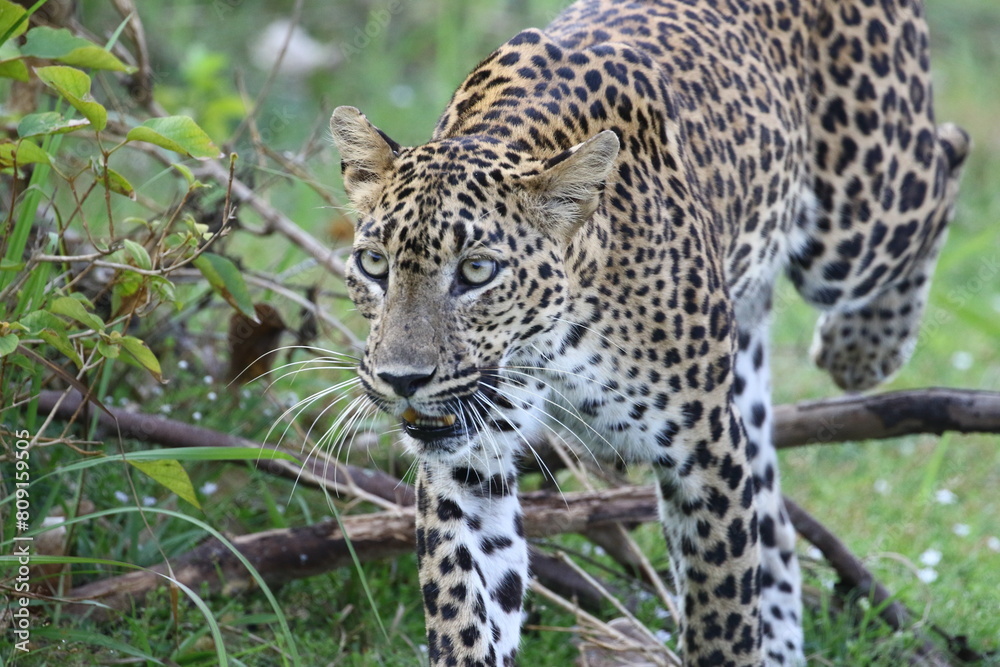 close up of a leopard
