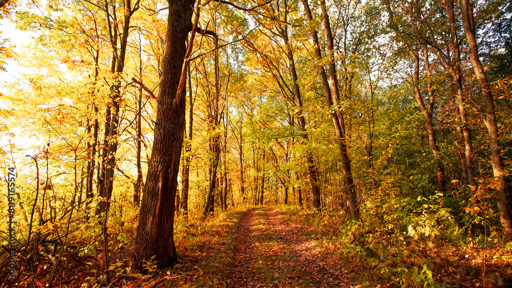 Fototapeta premium Autumn forest path. Autumn forest in the sunny day.
