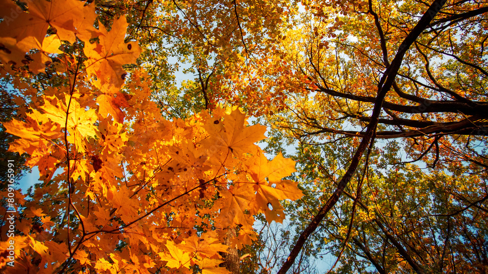 Autumn forest path. Autumn forest in the sunny day. Autumn forest path. Autumn forest in the sunny day.