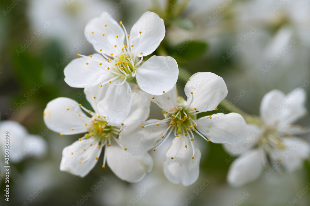 White cherry blossoms on a tree branch close-up macro photography. White cherry blossoms on a tree branch close-up macro photography.