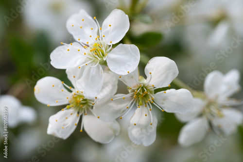 Fototapeta Naklejka Na Ścianę i Meble -  White cherry blossoms on a tree branch close-up macro photography.