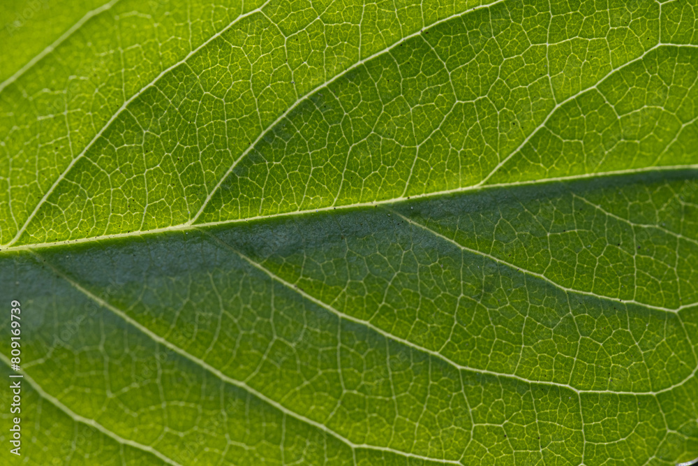 Green leaf texture macro close up. Natural background for graphic design. Green leaf texture macro close up. Natural background for graphic design.