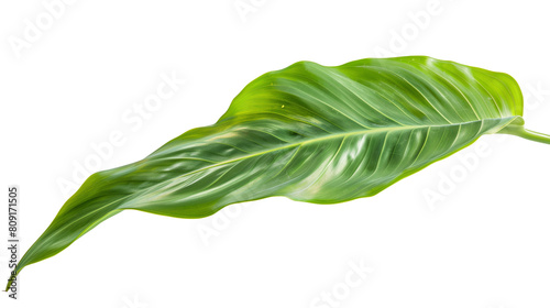 A delicate Heliconia leaf with its characteristic elongated shape, isolated on transparent background photo
