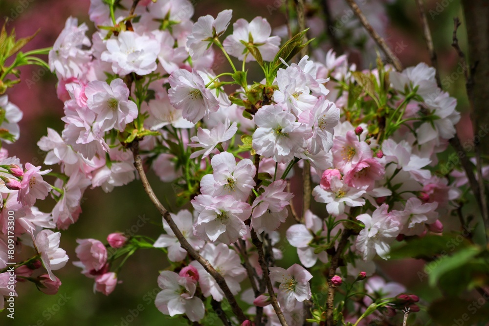 Pink cherry blossom on green background. Sakura tree branch. Pink cherry blossom on green background. Sakura tree branch.