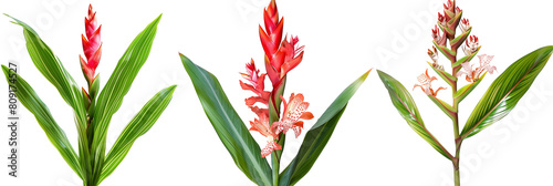set of combinations of ginger flowers with palm fronds, isolated on transparent background