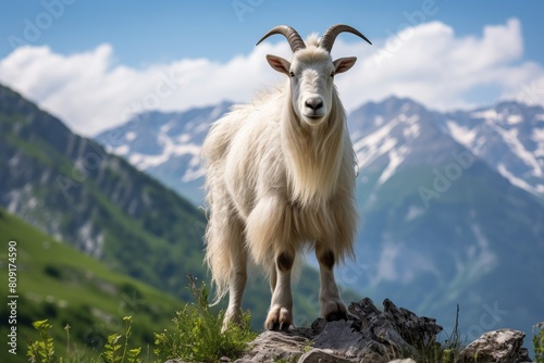 Majestic mountain goat in the alps