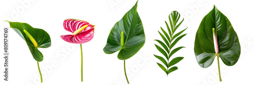 set of arrangements of anthuriums with banana leaves and ti plant leaves, isolated on transparent background