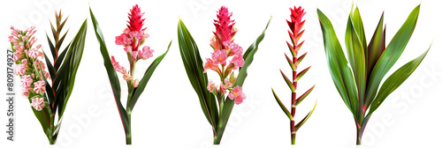 set of settings of ginger flowers with ti plant leaves and palm fronds, isolated on transparent background
