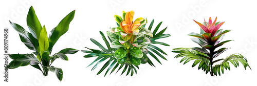 set of combinations of bromeliads with philodendron leaves and palm fronds, isolated on transparent background photo