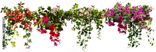 set of types of flowering creepers with blooms of various colors, isolated on transparent background