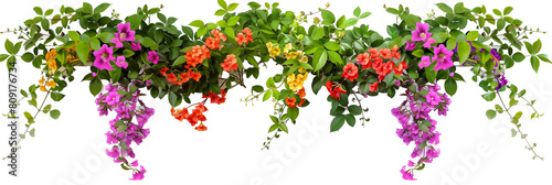 Wallpaper Mural set of types of flowering creepers with blooms of various colors, isolated on transparent background Torontodigital.ca