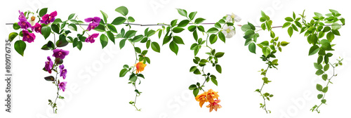 Wallpaper Mural set of types of flowering creepers with blooms of various colors, isolated on transparent background Torontodigital.ca