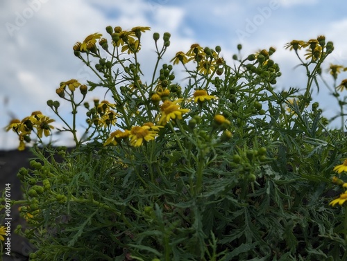 Oxford Ragwort (Senecio squalidus) growing from a wall photo