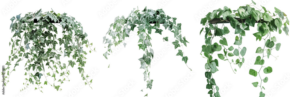 set of creeper vines with silver foliage, adding a unique contrast to green gardens, isolated on transparent background