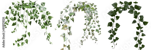 set of creeper vines with silver foliage, adding a unique contrast to green gardens, isolated on transparent background