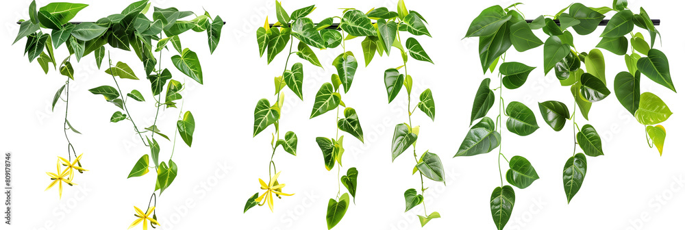 set of tropical hanging creepers with bright green leaves and yellow star-shaped flowers, ideal for warm climates, isolated on transparent background set of tropical hanging creepers with bright green leaves and yellow star-shaped flowers, ideal for warm climates, isolated on transparent background